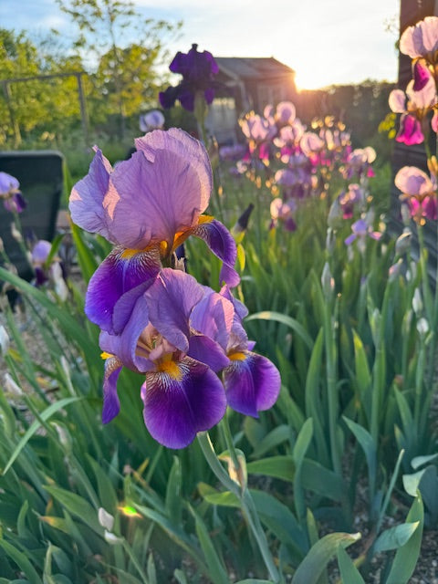 How to grow bearded Irises From Rhizomes