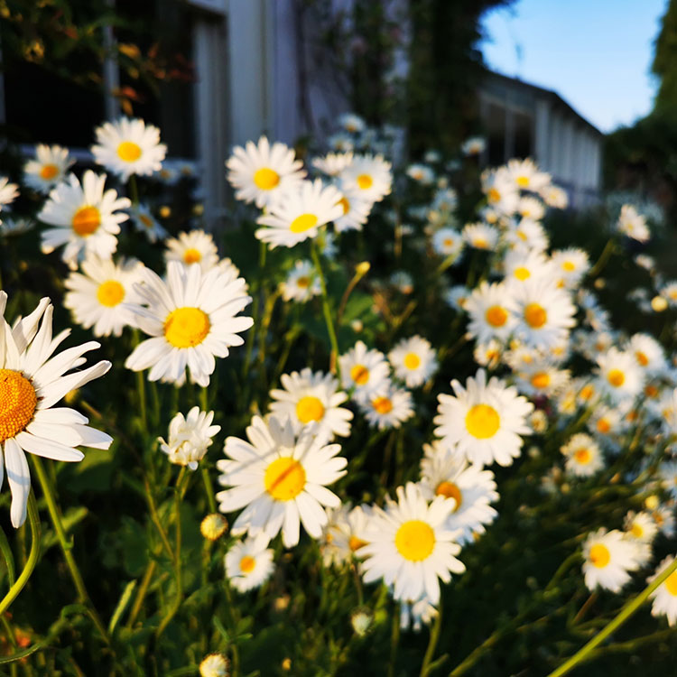How To Grow Oxeye Daisies