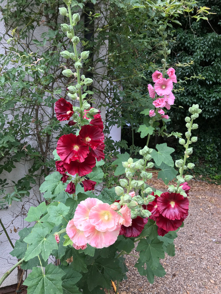 Hollyhocks from seed
