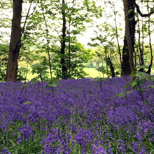 Blickling Hall Flowers Bluebells