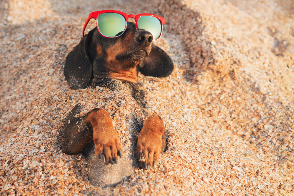 Taking Your Dog On Holiday In UK