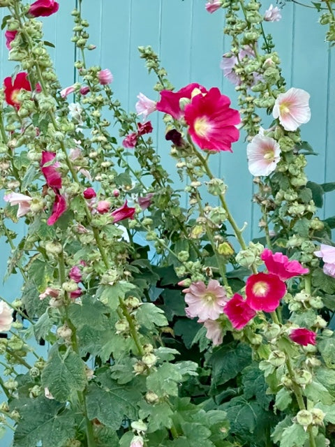 free Blakeney hollyhock seeds by post 