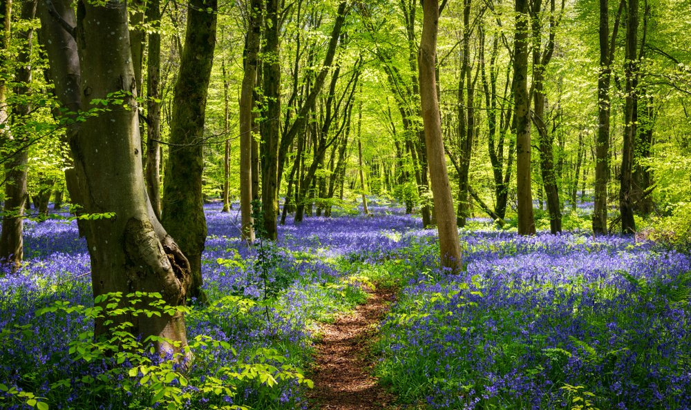 Blickling Bluebells
