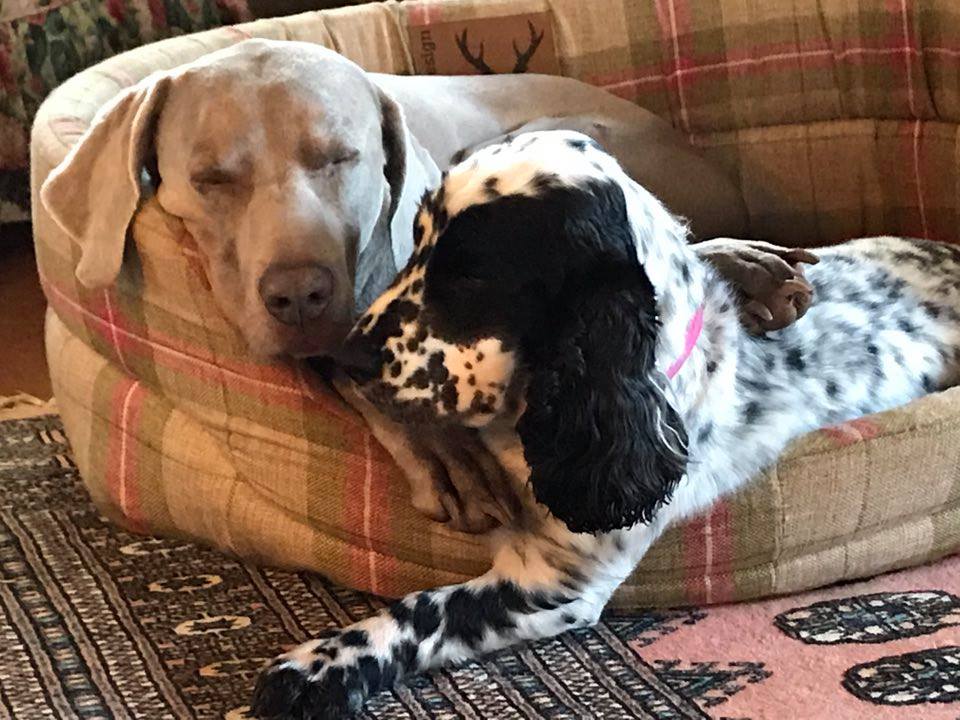 Dog Friendly House