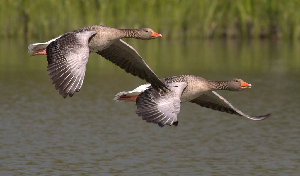Norfolk Geese