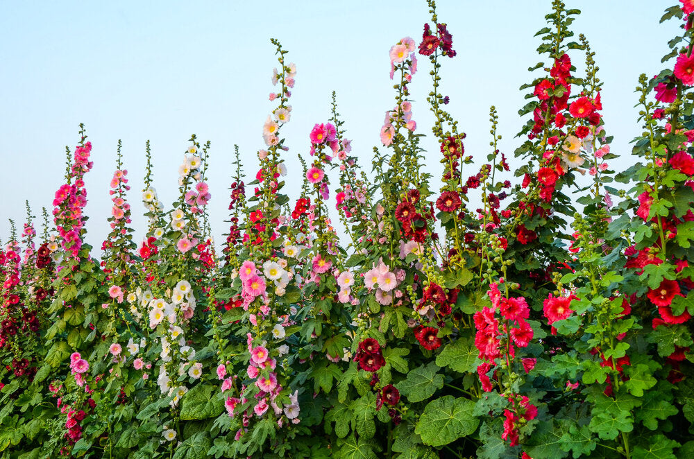 how to care for hollyhocks