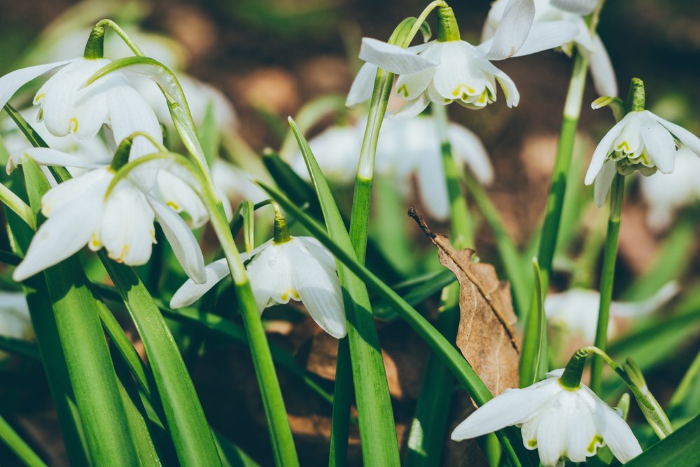 Propagating Snowdrops