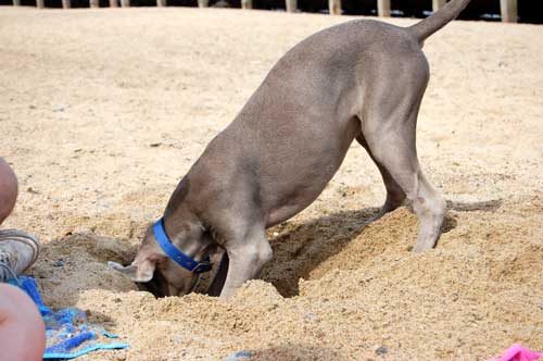 Weimaraner Hunting Dog