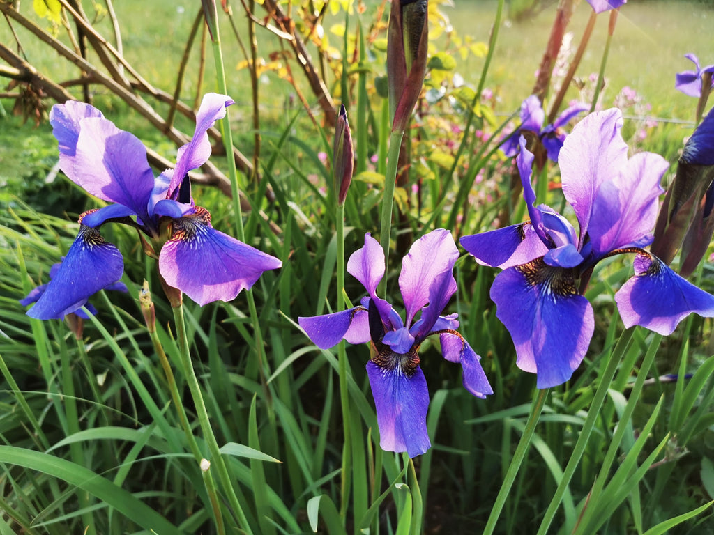 Cottage Garden Blue Siberian Iris Seeds