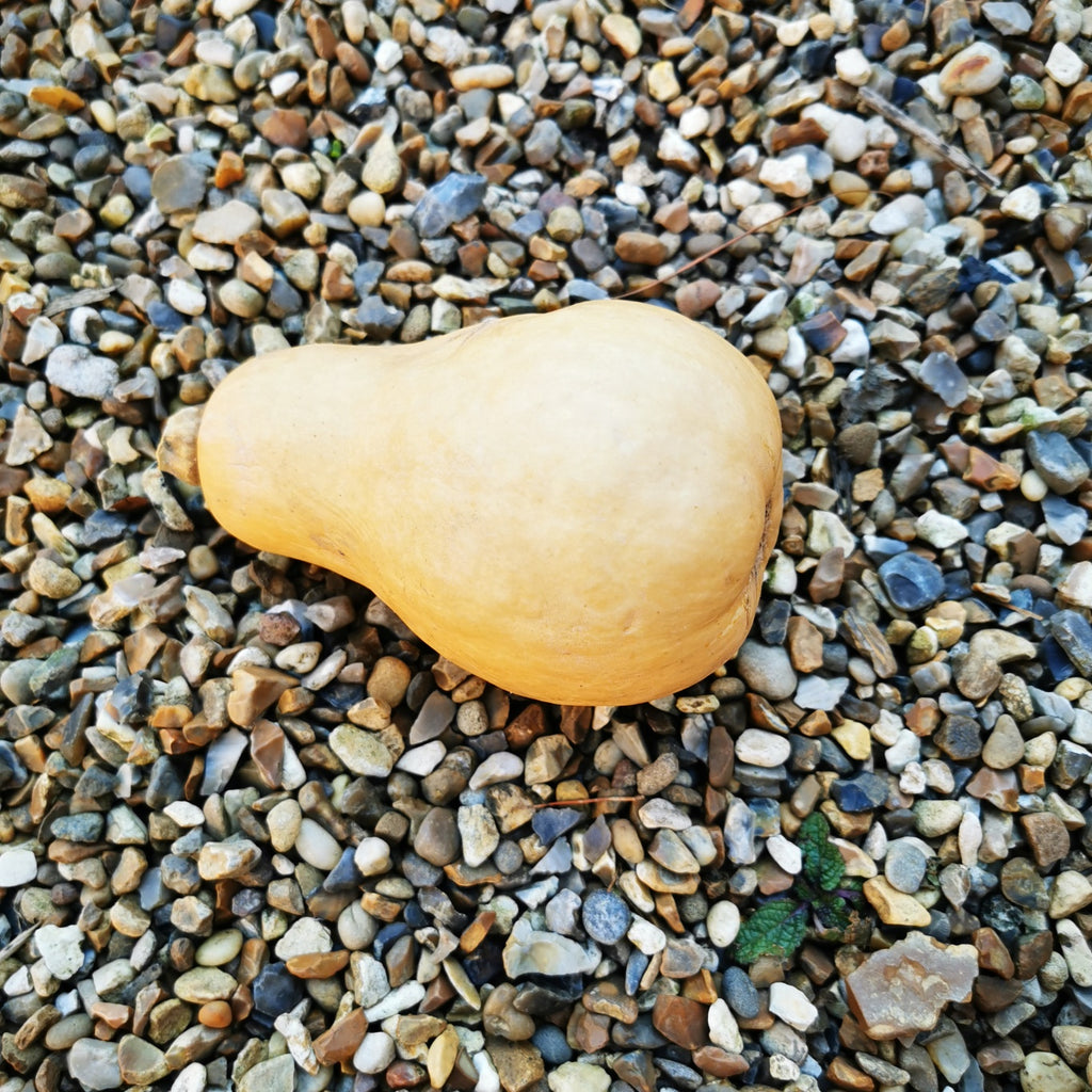 Butternut Squash Seeds