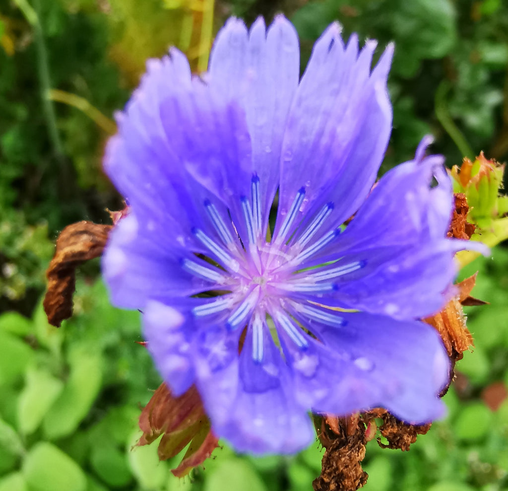 Cottage Garden Flowering Chicory Seeds