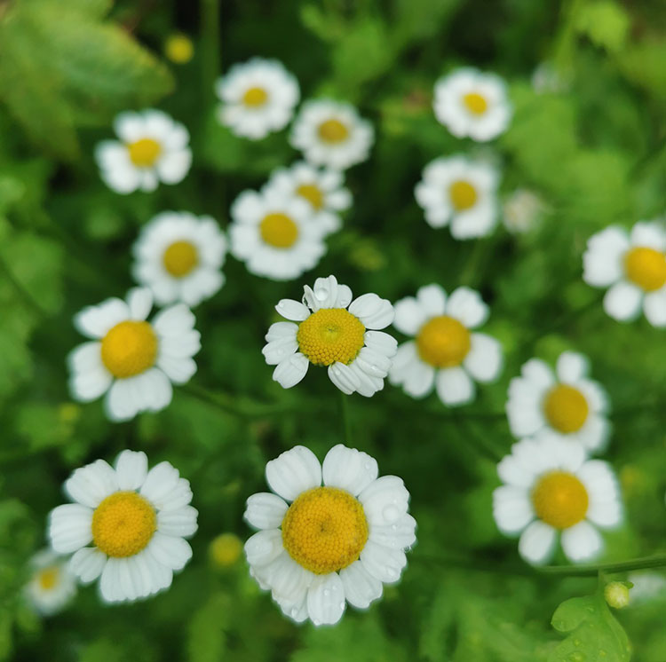  Golden FeverFew Seeds