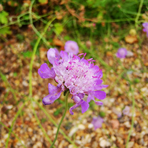 nautia Arvensis Field Scabious
