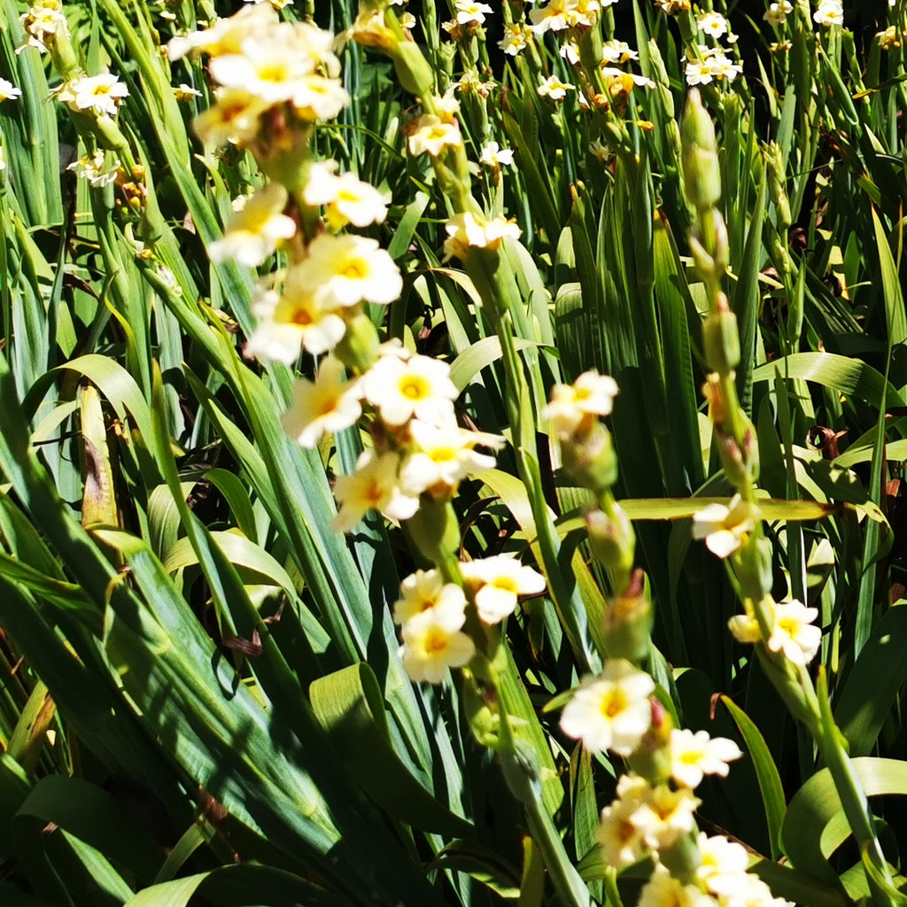 Gardeners Cottage Blakeney Sisyrinchium Striatum Seeds
