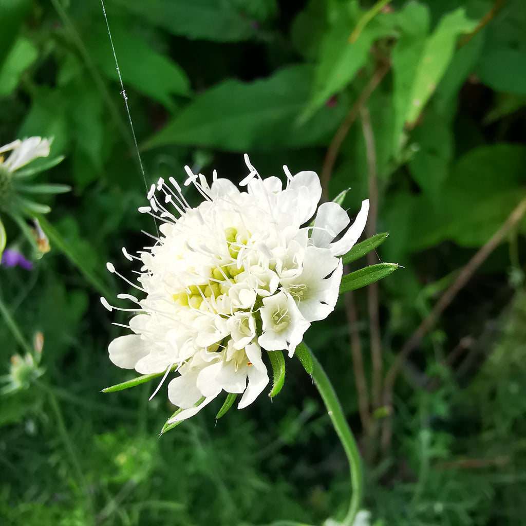 Gardeners Cottage Blakeney Pale Yellow Scabious Seeds
