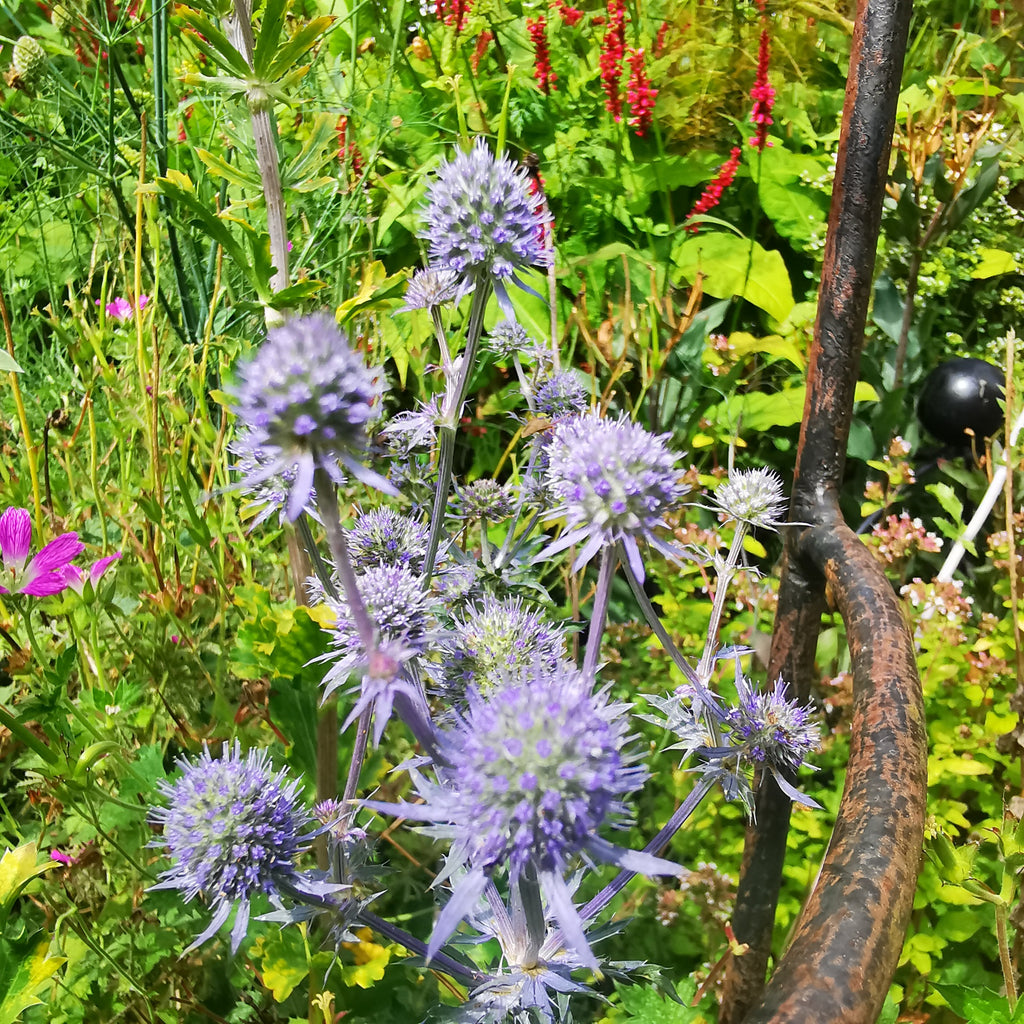Cottage Garden Perennial Blue Sea Holly Seeds