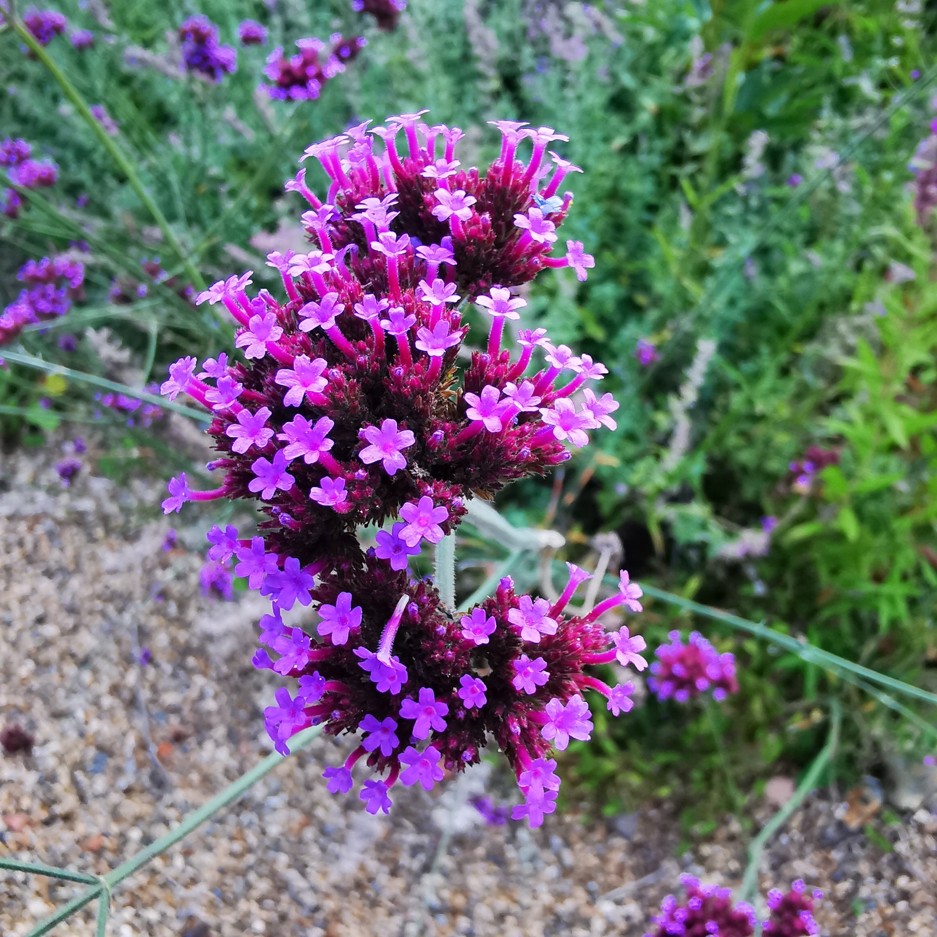 garden verbena seeds Cottage Garden Purple Verbena Seeds
