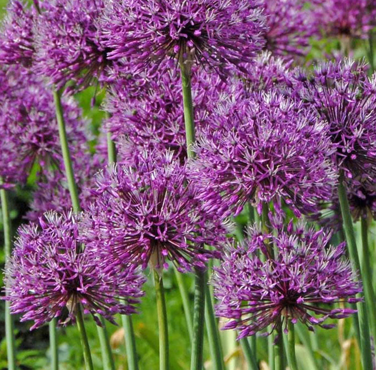 Gardeners Cottage Blakeney Allium Purple Sensation Seeds 2024