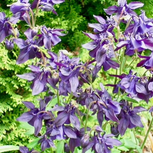 Cottage Garden Aquilegia Seeds