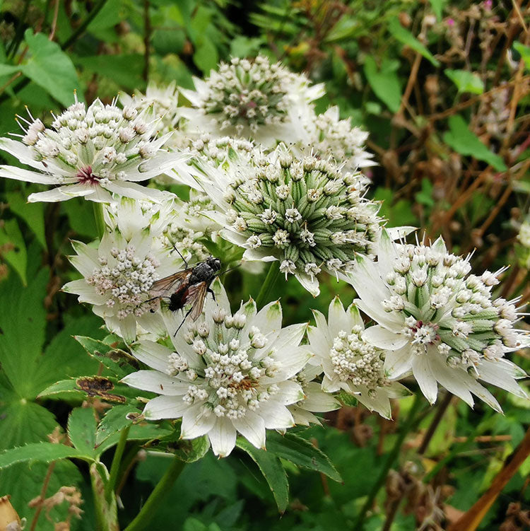 Gardeners Cottage Blakeney Astrantia Major Seeds