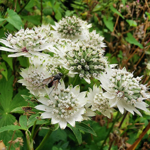 Gardeners Cottage Blakeney Astrantia Major Seeds