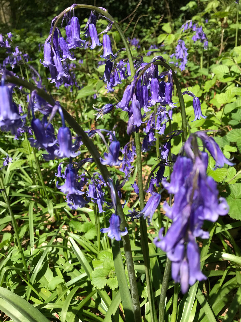 Cottage Garden BlueBell Seeds