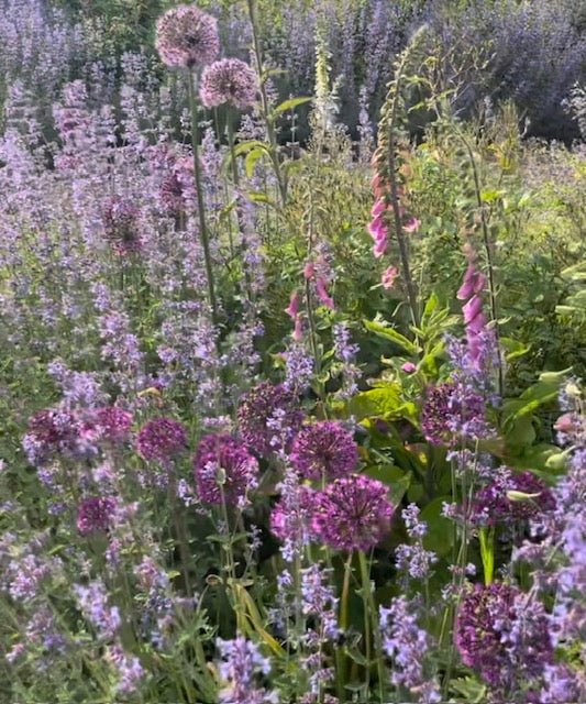 flower seeds uk Gardeners Cottage Garden Seeds