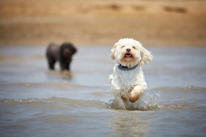 Dog friendly cottage Blakeney Norfolk