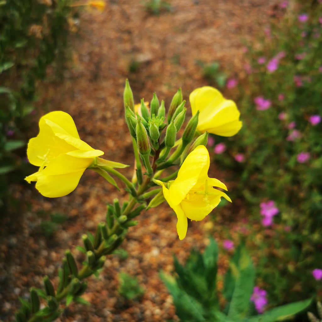 Cottage Garden Evening primrose Seeds