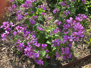 Cottage Garden Honesty Seeds