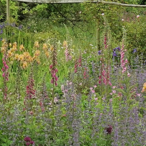 Gardeners Cottage Blakeney Native Foxglove Seeds 2023