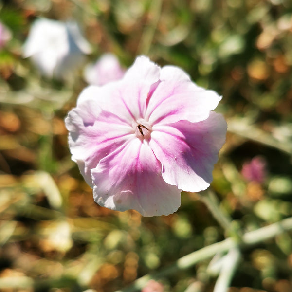 rose campion seeds for sale Pink Striped Rose Campion Seeds | Order Online