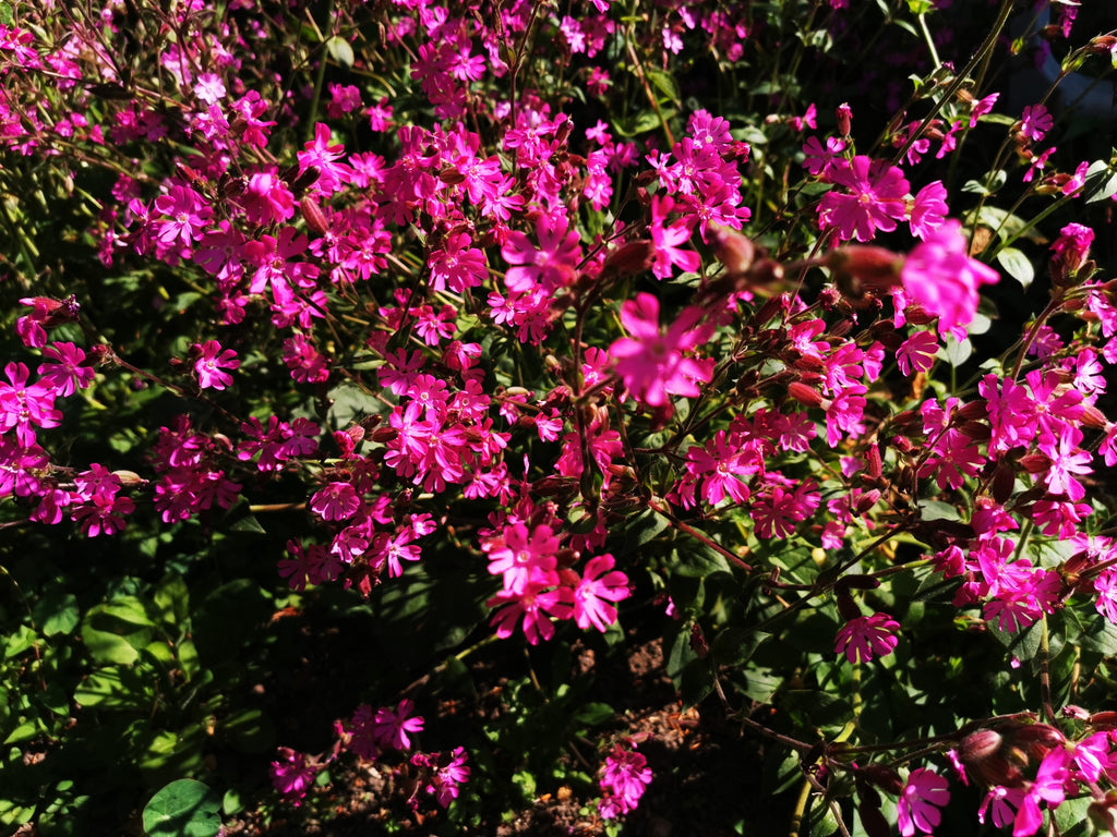 red campion flowering