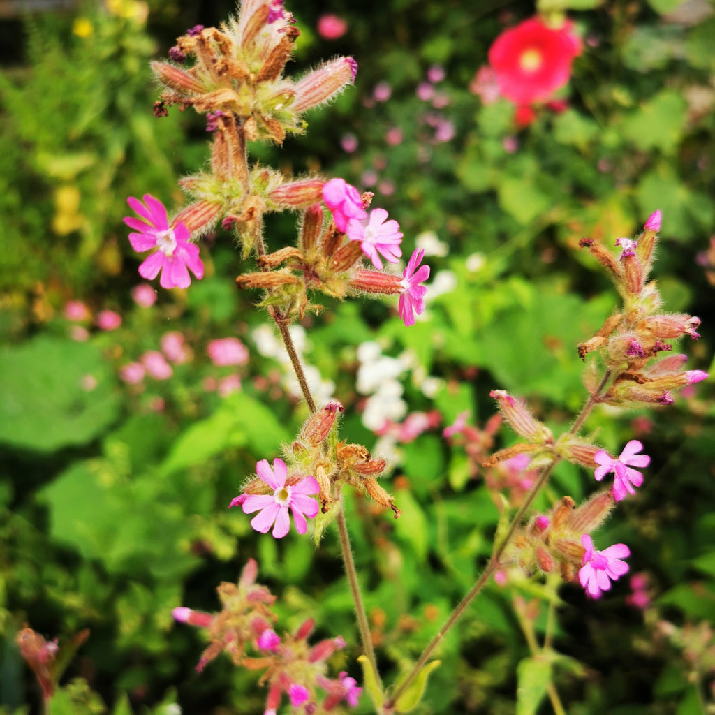red campion seed sale