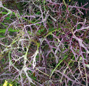 red frills mustard plant