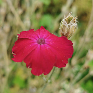 Gardeners Cottage Blakeney Rose Campion Seeds 2023