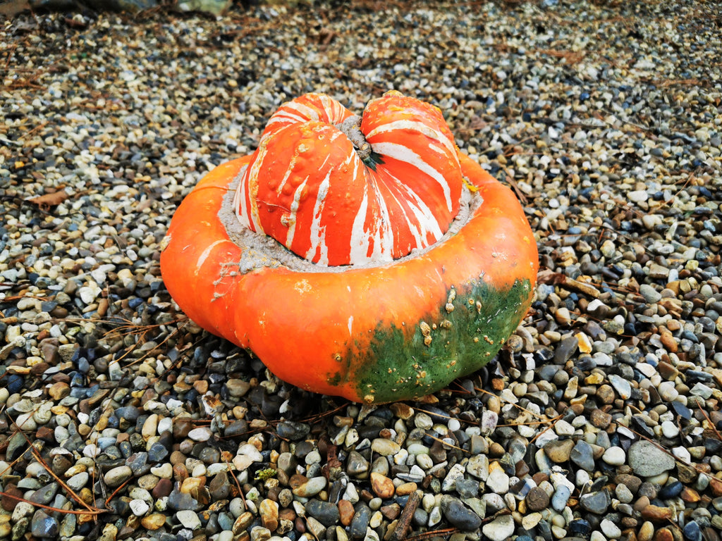 turban squash seeds