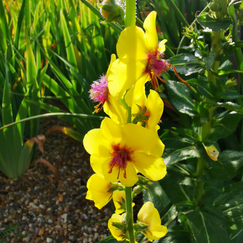 Cottage Garden Verbascum Nigrum - Dark Mullein Seeds
